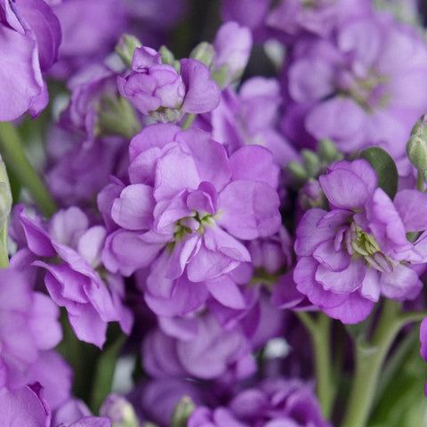 Spray Stock Purple Flower Close Up - Image