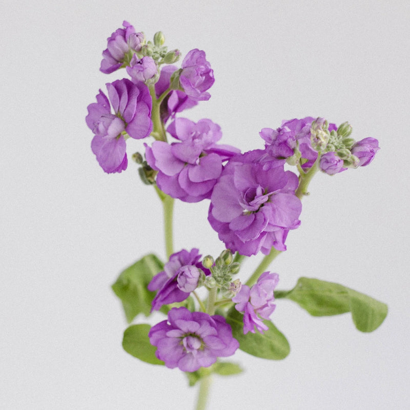 Spray Stock Purple Flower Stem - Image