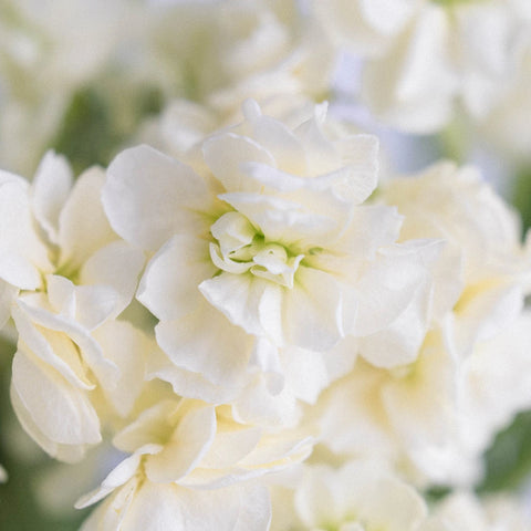 Spray Stock Yellow Fragrant Flower Close Up - Image