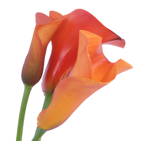 Mango Tinted Mini Calla Lily Flower