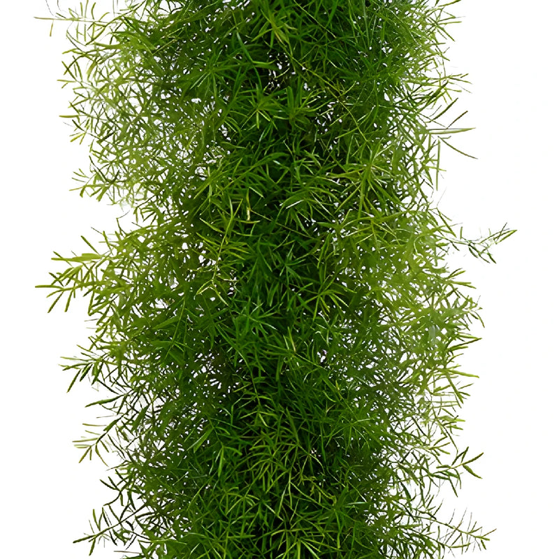 Sprengeri Fern Garland