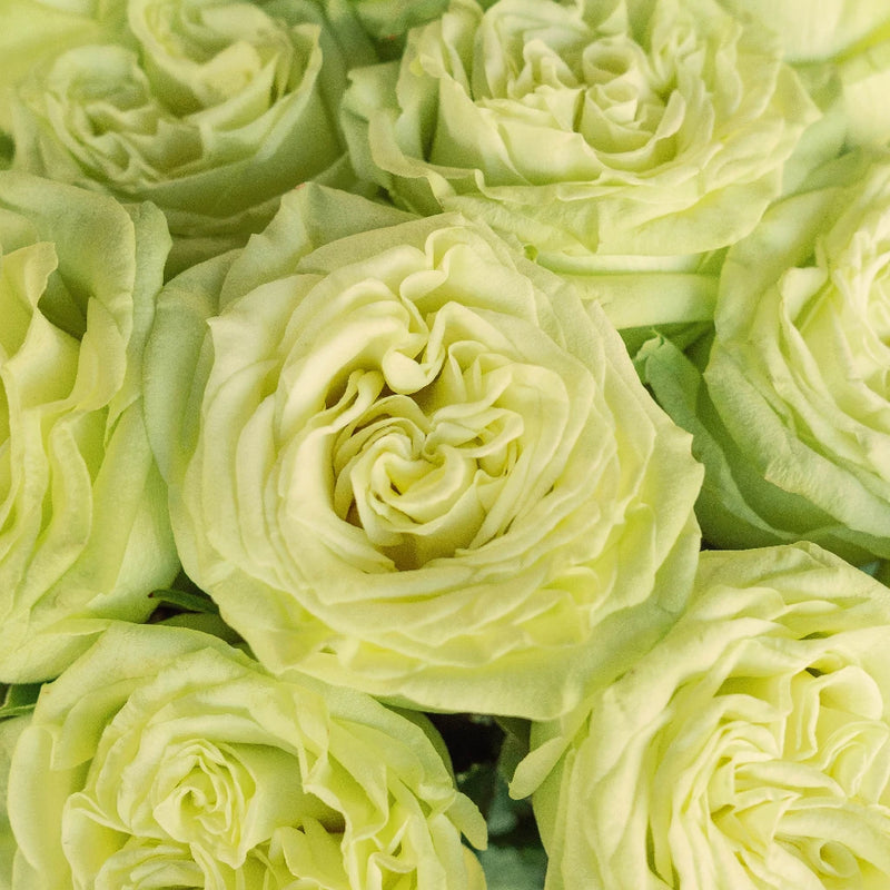 Spring Green Bulk Rose Close Up - Image