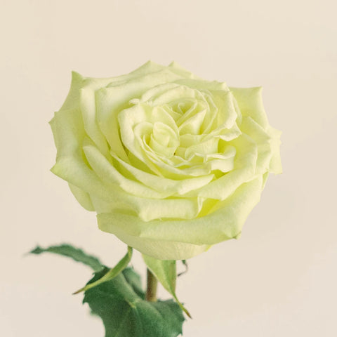 Spring Green Bulk Rose Stem - Image