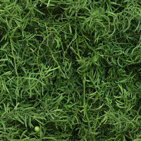 Wedding greenery star asparagus fresh cut greens sold near me