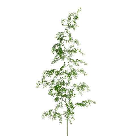 Star Asparagus Sprengeri Fresh Cut Greenery