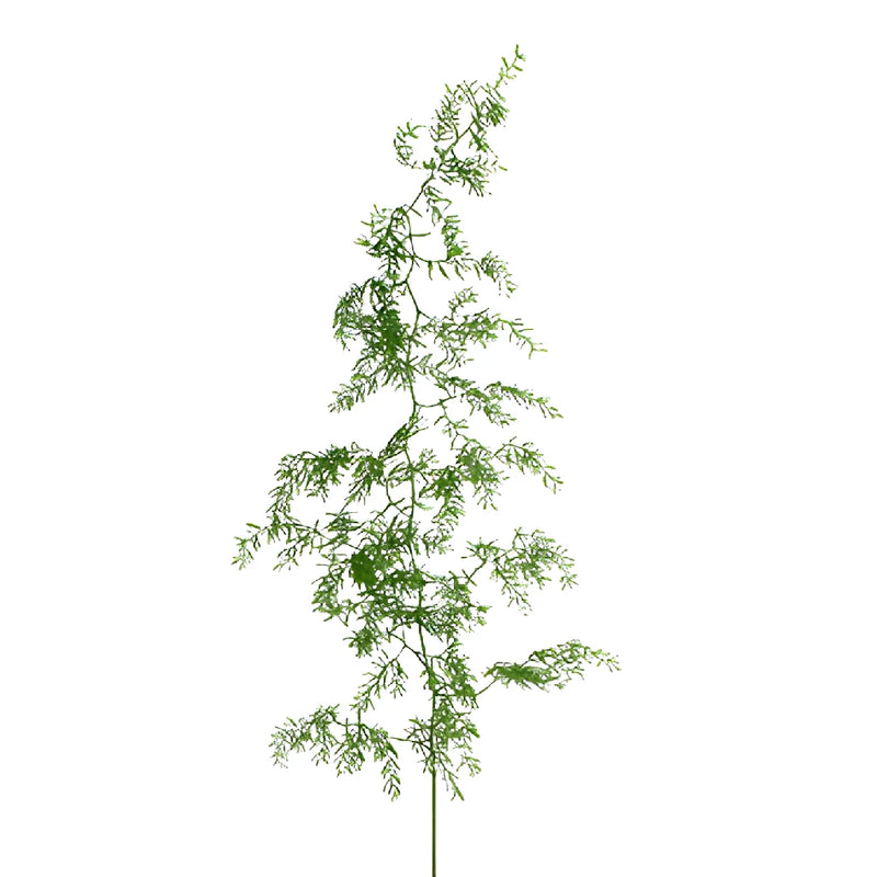 Star Asparagus Sprengeri Fresh Cut Greenery