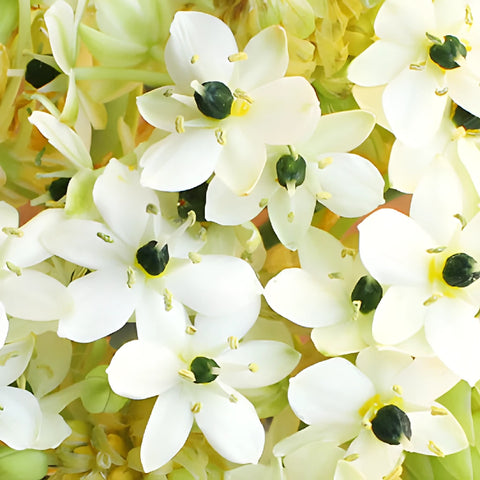 White Arabian Starflowers