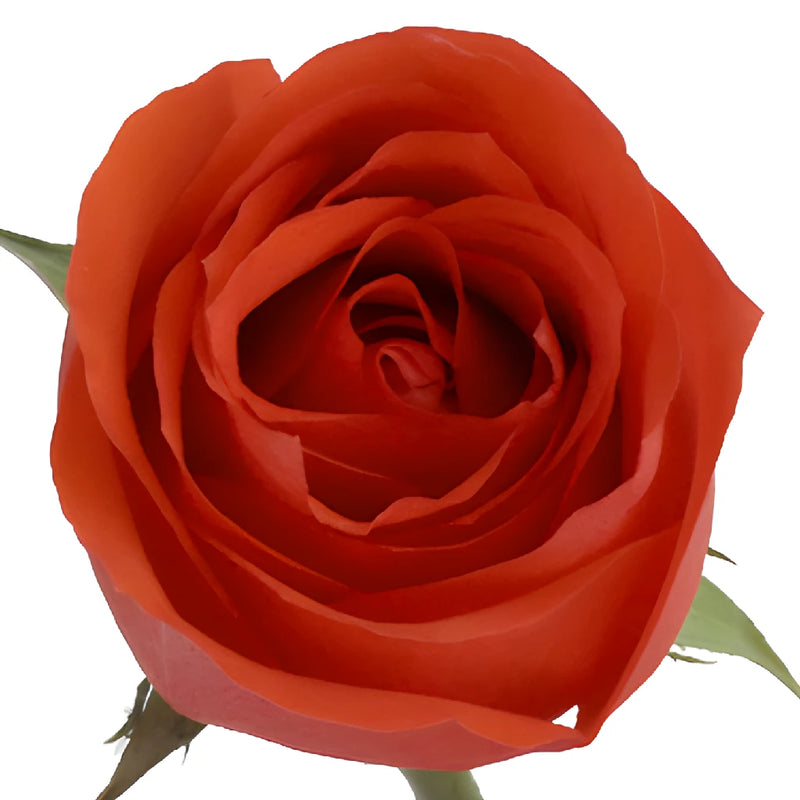 Star 2000 Orange Rose