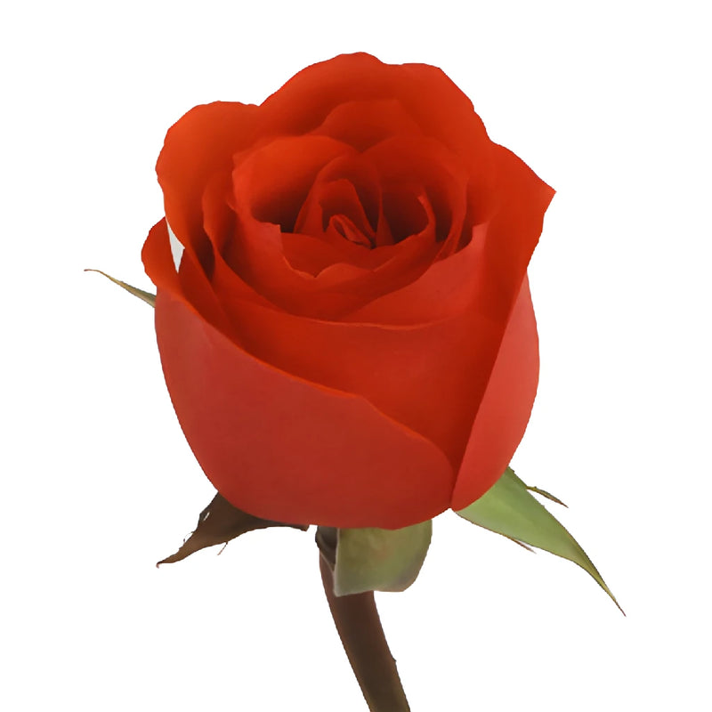 Star 2000 Orange Rose