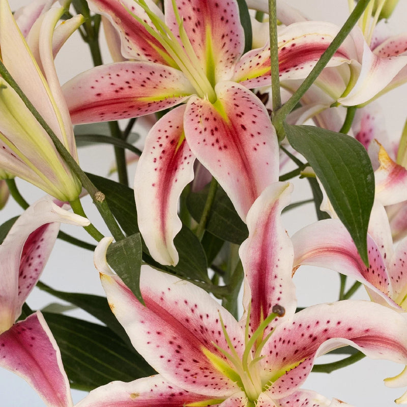 Starfighter Oriental Lilies Hot Pink Flower Close Up - Image