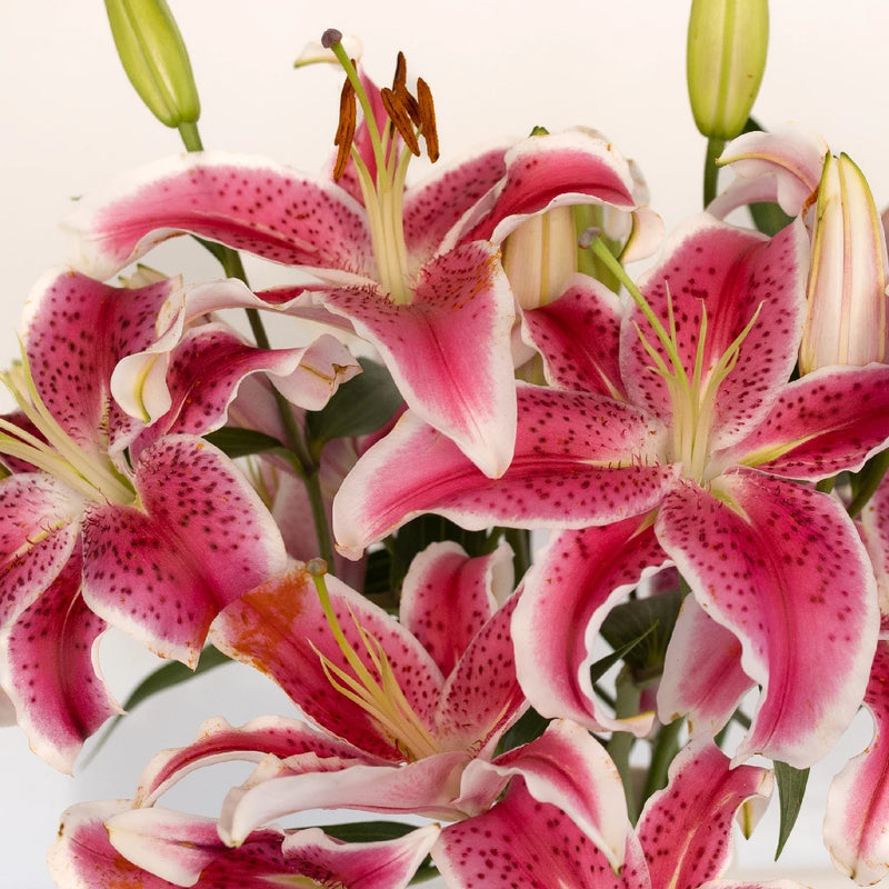 Stargazer Oriental Lilies Hot Pink Flower Close Up - Image