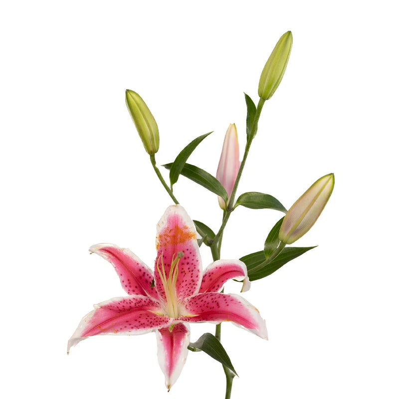 Stargazer Oriental Lilies Hot Pink Flower Stem - Image