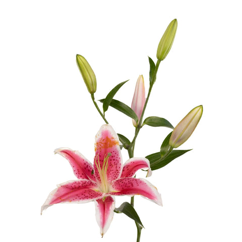 lily flower stalk Buy Wholesale Hot Pink Stargazer Oriental Lilies in Bulk