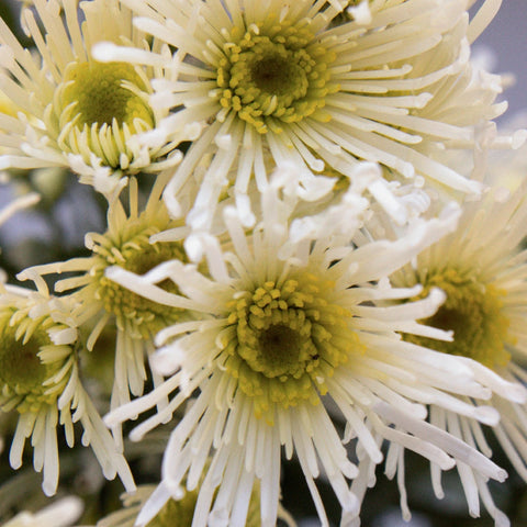 Starlight White Novelty Flower Close Up - Image