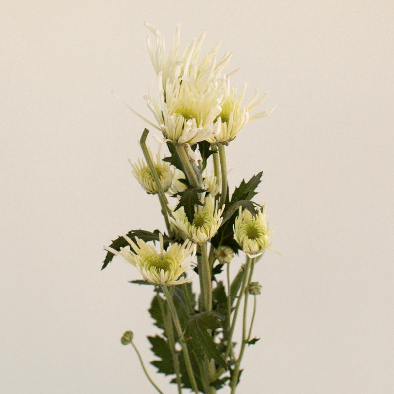 Starlight White Novelty Flower Stem - Image