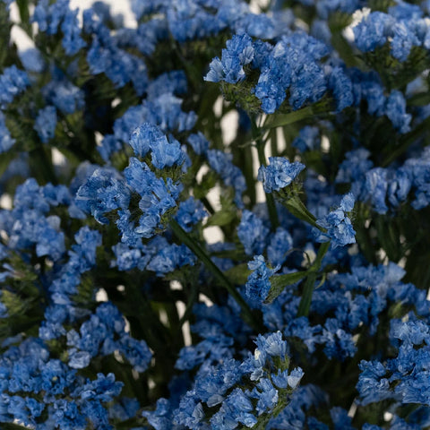 Statice Flower Jewel Blue Tinted Close Up - Image