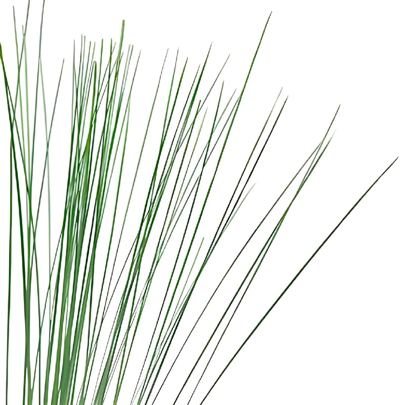 Fresh cut greens steel grass greenery for sale near me as delivery