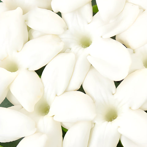 Bulk Stephanotis White Flower