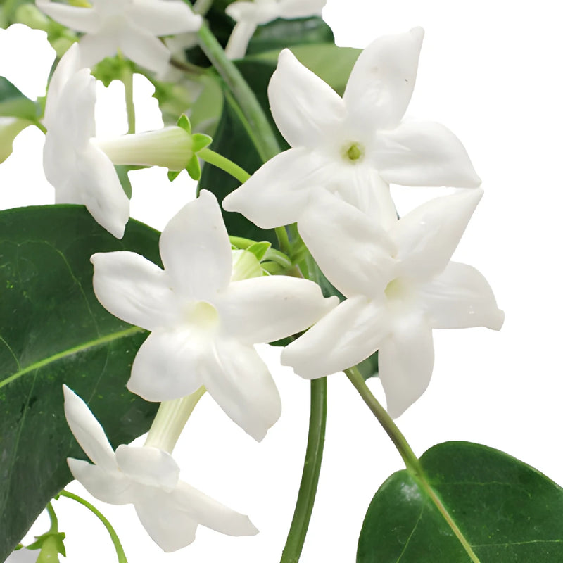 Stephanotis Wedding Vine