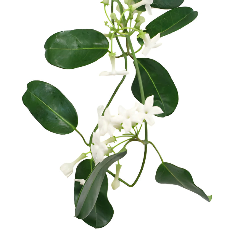 Stephanotis Wedding Vine