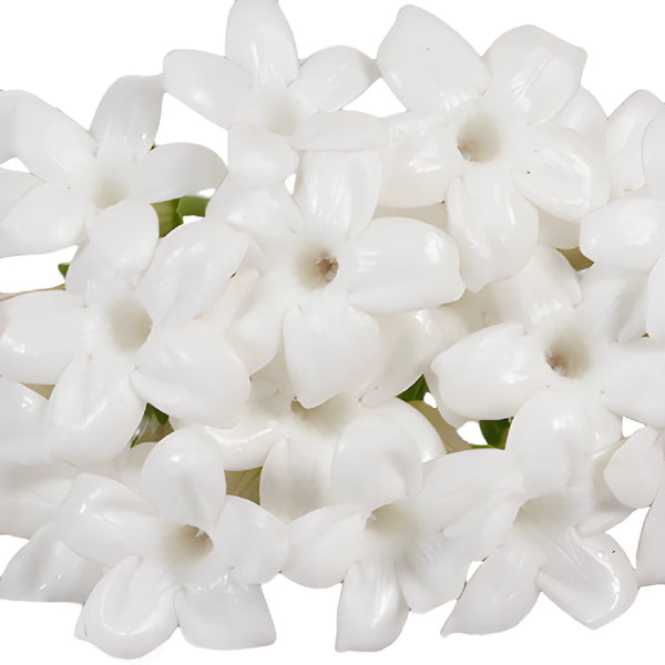 Buy Wholesale Bulk Stephanotis White Flower in Bulk