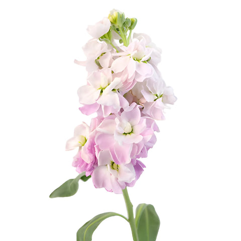 Stock Flower Apple Blossom Pinky Lavender Stem