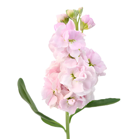 Stock Flower El Aleli Sweetheart Pink Stem
