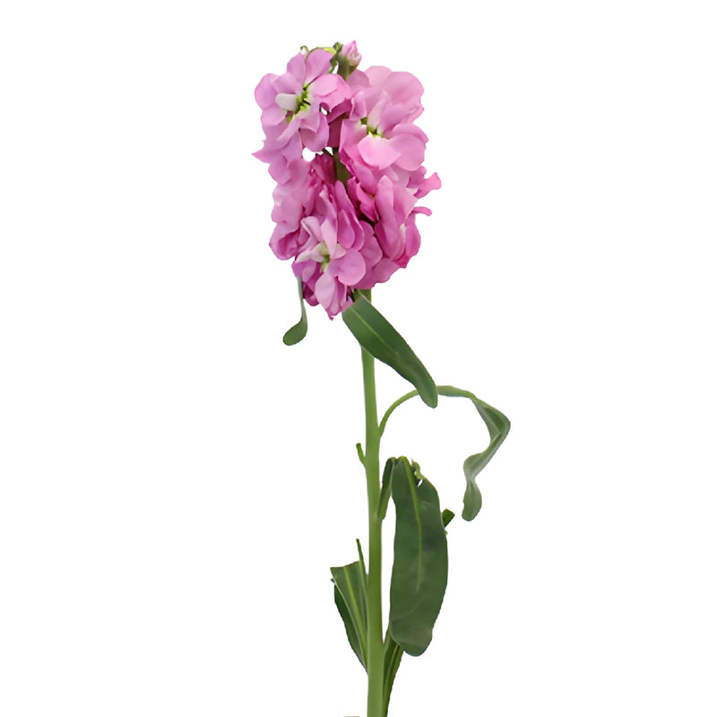 Stock Flower Pacific Pink Spray Stem