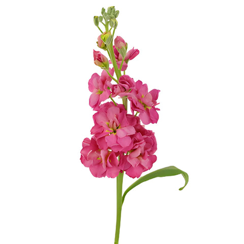 Stock Flower Rose Pink Stem