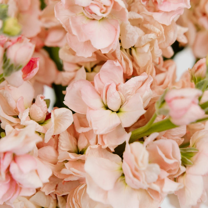 Stock Pinky Peach Flower Close Up - Image