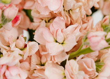 Stock Pinky Peach Flower Close Up - Image