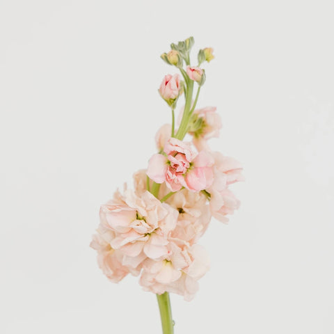 Stock Pinky Peach Flower Stem - Image