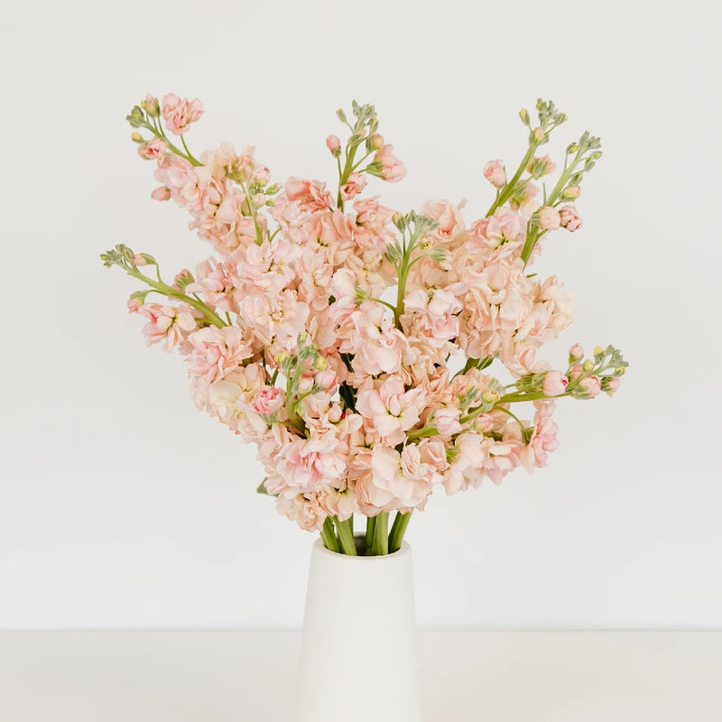 Stock Pinky Peach Flower Vase - Image