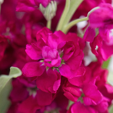 Stock Roseberry Flower Close Up - Image