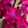 Stock Roseberry Flower