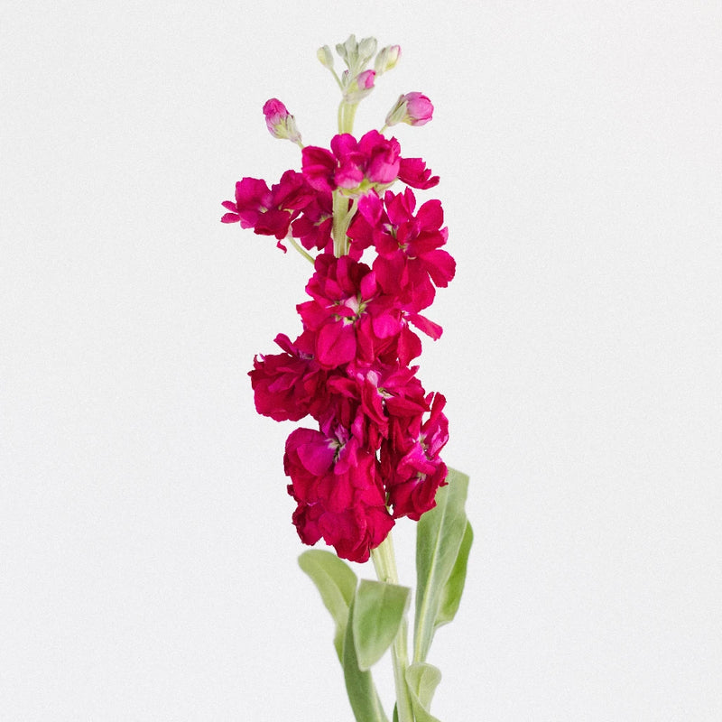 Stock Roseberry Flower Stem - Image