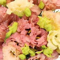 Strawberry Milkshake Lisianthus Flower Close Up - Image