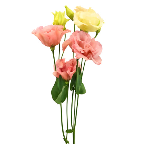 Strawberry Milkshake Lisianthus Flower Stem - Image
