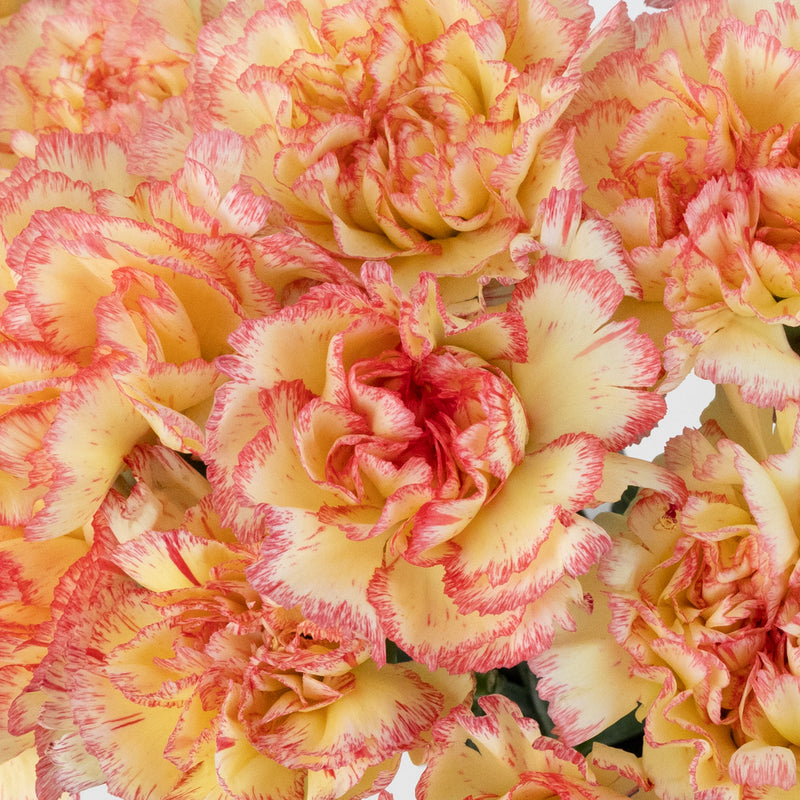 Strawberry Shortcake Carnation Flowers Close Up - Image