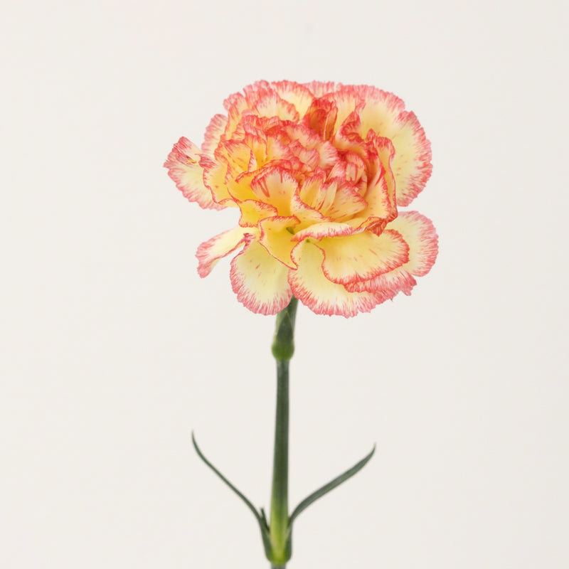Strawberry Shortcake Carnation Flowers Stem - Image