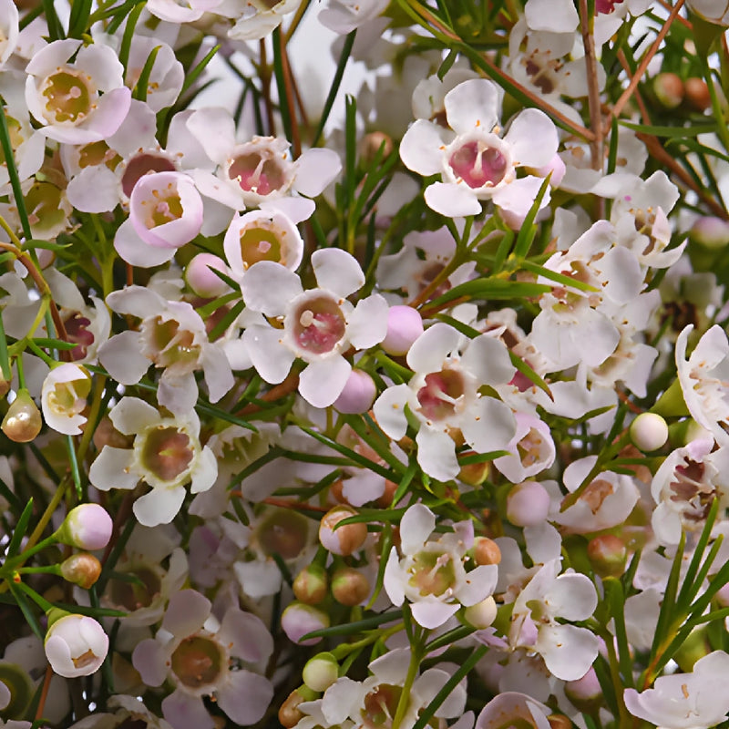 wax flower seeds for sale Buy Wholesale White Wax Flower December to May Delivery in Bulk