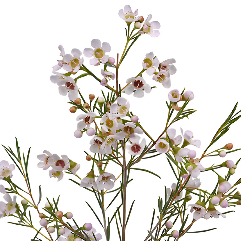 White Wax Flower December to May Delivery