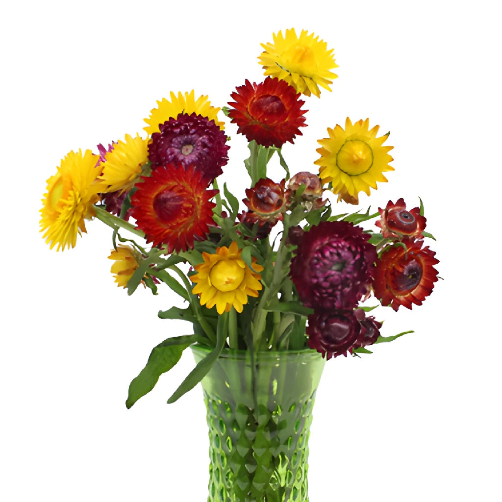Mixed Colors Fresh Cut Strawflowers