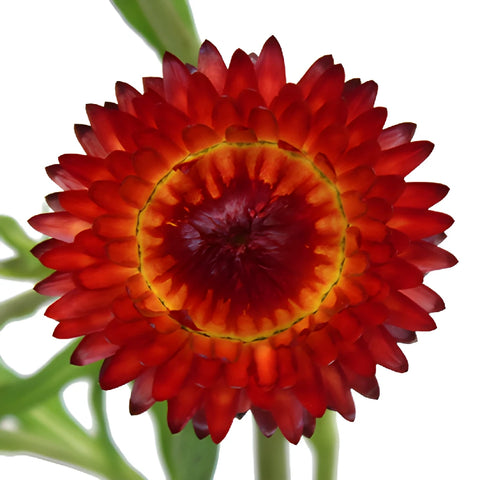 Burgundy Red Fresh Cut Strawflower
