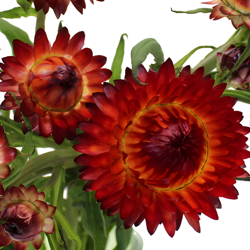 Burgundy Red Fresh Cut Strawflower
