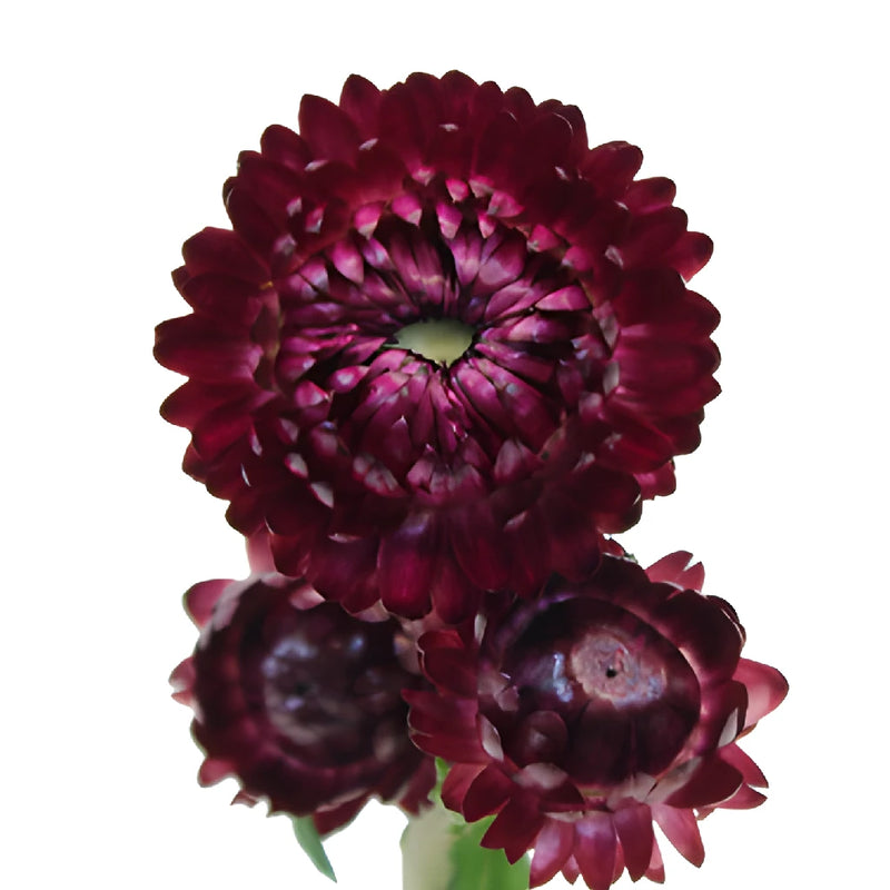Purpleberry Fresh Cut Strawflower
