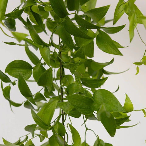 String Smilax Greenery Wedding Vine Close Up - Image