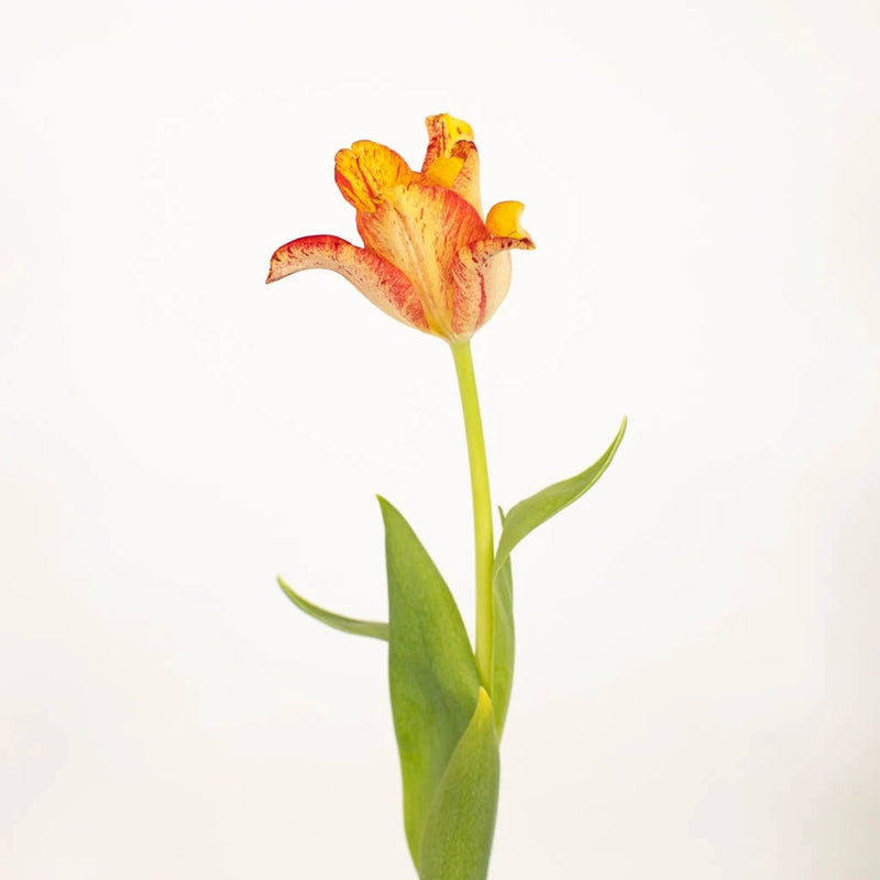 lily flower vs tulip Buy Wholesale Striped Crown Lily Noveltys Tulip in Bulk