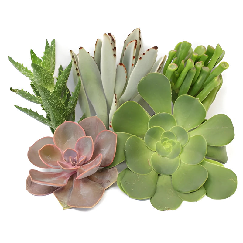 Assorted Color Succulent Pack