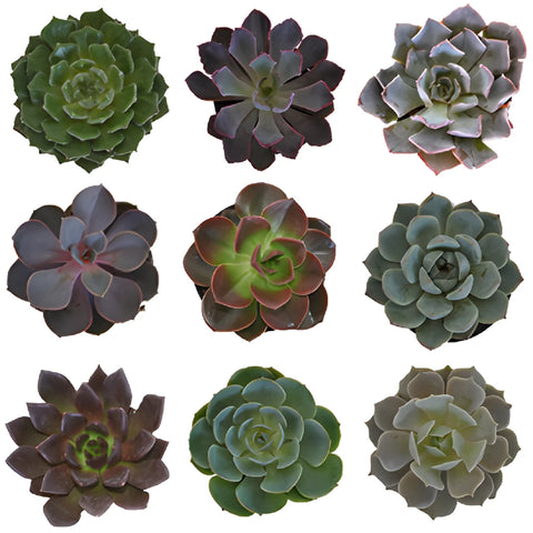 different colored succulents Buy Wholesale Assorted Color Succulent Pack in Bulk